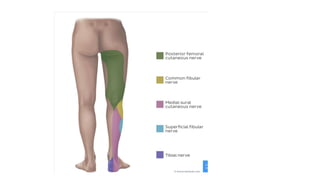 lowerlimb nerves.ppt