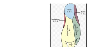 lowerlimb nerves.ppt