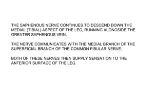 THE SAPHENOUS NERVE CONTINUES TO DESCEND DOWN THE
MEDIAL (TIBIAL) ASPECT OF THE LEG, RUNNING ALONGSIDE THE
GREATER SAPHENOUS VEIN.
THE NERVE COMMUNICATES WITH THE MEDIAL BRANCH OF THE
SUPERFICIAL BRANCH OF THE COMMON FIBULAR NERVE.
BOTH OF THESE NERVES THEN SUPPLY SENSATION TO THE
ANTERIOR SURFACE OF THE LEG.
 