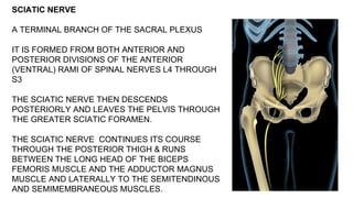 SCIATIC NERVE
A TERMINAL BRANCH OF THE SACRAL PLEXUS
IT IS FORMED FROM BOTH ANTERIOR AND
POSTERIOR DIVISIONS OF THE ANTERIOR
(VENTRAL) RAMI OF SPINAL NERVES L4 THROUGH
S3
THE SCIATIC NERVE THEN DESCENDS
POSTERIORLY AND LEAVES THE PELVIS THROUGH
THE GREATER SCIATIC FORAMEN.
THE SCIATIC NERVE CONTINUES ITS COURSE
THROUGH THE POSTERIOR THIGH & RUNS
BETWEEN THE LONG HEAD OF THE BICEPS
FEMORIS MUSCLE AND THE ADDUCTOR MAGNUS
MUSCLE AND LATERALLY TO THE SEMITENDINOUS
AND SEMIMEMBRANEOUS MUSCLES.
 