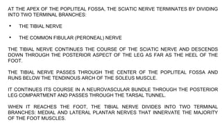 AT THE APEX OF THE POPLITEAL FOSSA, THE SCIATIC NERVE TERMINATES BY DIVIDING
INTO TWO TERMINAL BRANCHES:
• THE TIBIAL NERVE
• THE COMMON FIBULAR (PERONEAL) NERVE
THE TIBIAL NERVE CONTINUES THE COURSE OF THE SCIATIC NERVE AND DESCENDS
DOWN THROUGH THE POSTERIOR ASPECT OF THE LEG AS FAR AS THE HEEL OF THE
FOOT.
THE TIBIAL NERVE PASSES THROUGH THE CENTER OF THE POPLITEAL FOSSA AND
RUNS BELOW THE TENDINOUS ARCH OF THE SOLEUS MUSCLE.
IT CONTINUES ITS COURSE IN A NEUROVASCULAR BUNDLE THROUGH THE POSTERIOR
LEG COMPARTMENT AND PASSES THROUGH THE TARSAL TUNNEL.
WHEN IT REACHES THE FOOT, THE TIBIAL NERVE DIVIDES INTO TWO TERMINAL
BRANCHES: MEDIAL AND LATERAL PLANTAR NERVES THAT INNERVATE THE MAJORITY
OF THE FOOT MUSCLES.
 
