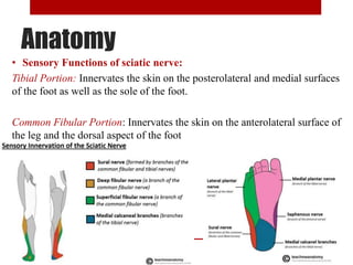 Anatomy
• Sensory Functions of sciatic nerve:
Tibial Portion: Innervates the skin on the posterolateral and medial surfaces
of the foot as well as the sole of the foot.
Common Fibular Portion: Innervates the skin on the anterolateral surface of
the leg and the dorsal aspect of the foot
 
