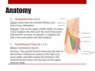 Anatomy
2. Ilioinguinal Nerve [L1]
Motor: Innervates the internal oblique and
transversus abdominis.
Sensory: skin on the upper middle thigh In males,
it also supplies the skin over the root of the penis
and anterior scrotum. In females, it supplies the
skin over mons pubis and labia majora.
3. Genitofemoral Nerve [L1, L2]
Motor: cremasteric muscle.
Sensory: The genital branch innervates the skin of
the anterior scrotum (in males) or the skin over
mons pubis and labia majora (in females). The
femoral branch innervates the skin on the upper
anterior thigh.
 