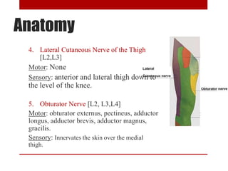 Anatomy
4. Lateral Cutaneous Nerve of the Thigh
[L2,L3]
Motor: None
Sensory: anterior and lateral thigh down to
the level of the knee.
5. Obturator Nerve [L2, L3,L4]
Motor: obturator externus, pectineus, adductor
longus, adductor brevis, adductor magnus,
gracilis.
Sensory: Innervates the skin over the medial
thigh.
 