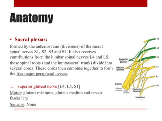 Anatomy
• Sacral plexus:
formed by the anterior rami (divisions) of the sacral
spinal nerves S1, S2, S3 and S4. It also receives
contributions from the lumbar spinal nerves L4 and L5.
these spinal roots (and the lumbosacral trunk) divide into
several cords. These cords then combine together to form
the five major peripheral nerves:
1. superior gluteal nerve [L4, L5, S1]
Motor: gluteus minimus, gluteus medius and tensor
fascia lata
Sensory: None
 