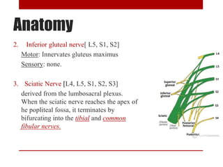 Anatomy
2. Inferior gluteal nerve[ L5, S1, S2]
Motor: Innervates gluteus maximus
Sensory: none.
3. Sciatic Nerve [L4, L5, S1, S2, S3]
derived from the lumbosacral plexus.
When the sciatic nerve reaches the apex of
he popliteal fossa, it terminates by
bifurcating into the tibial and common
fibular nerves.
 