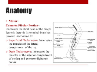 Anatomy
• Motor:
Common Fibular Portion–
innervates the short head of the biceps
femoris then via its terminal branches
provide innervation to:
o Superficial fibular nerve: Innervates
the muscles of the lateral
compartment of the leg
o Deep fibular nerve: Innervates the
muscles of the anterior compartment
of the leg and extensor digitorum
brevis.
 