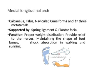 Medial longitudinal arch
•Calcaneus, Talus, Navicular, Cuneiforms and 1st
three
metatarsals.
•Supported by: Spring ligament & Plantar facia.
•Function: Proper weight distribution, Provide relief
to the nerves, Maintaining the shape of foot
bones, shock absorption in walking and
running.
 