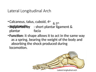 Lateral Longitudinal Arch
& 5th
•Calcaneus, talus, cuboid, 4th
metatarsals
•Supported by : short plantar ligament &
plantar facia
•Function: it shape allows it to act in the same way
as a spring, bearing the weight of the body and
absorbing the shock produced during
locomotion.
 