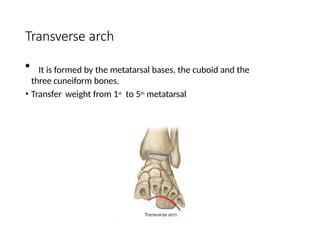 Transverse arch
• It is formed by the metatarsal bases, the cuboid and the
three cuneiform bones.
• Transfer weight from 1st
to 5th
metatarsal
 