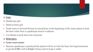  Gait:
 Quadriceps gait
 Hand on knee gait
 Trunk leans in forward flexion to extend knee at the beginning of the stance phase to lock
the knee when there is quadriceps muscle weakness
 Use Hands to push knee into extension
 Deformity:
 Genu recurvatum:
 Because quadriceps is paralyzed the patient will try to lock the knee into hyperextension
to get the COG well in Front of knee joint to keep it stable
 