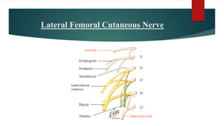 Lateral Femoral Cutaneous Nerve
 