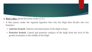  Root value: dorsal divisions of the L2-L3
o It then passes under the inguinal ligament then into the thigh then divides into two
branches :
 Anterior branch: Anterior and lateral parts of the thigh to knee.
 Posterior branch: Lateral and posterior surfaces of the thigh from the level of the
greater trochanter to the middle of the thigh.
 