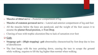 o Muscles of tibial nerve – Posterior compartment of leg
o Muscles of common peroneal nerve – Lateral and anterior compartment of leg and foot
o All the muscles below the knee are paralyzed, and the weight of the foot causes it to
assume the plantar-flexed position, or Foot Drop.
o Clawing of toes with trophic ulceration Due to lack of sensation over foot
 Gait:
 Steppage gait : (High stepping) gait abnormality characterised by foot drop due to loss
of dorsiflexion
 The foot hangs with the toes pointing down, causing the toes to scrape the ground
while walking, requires to lift the leg higher than normal when walking.
 