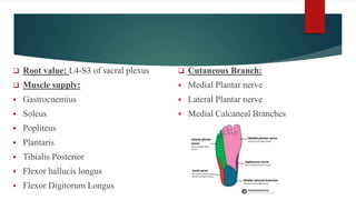  Root value: L4-S3 of sacral plexus
 Muscle supply:
 Gastrocnemius
 Soleus
 Popliteus
 Plantaris
 Tibialis Posterior
 Flexor hallucis longus
 Flexor Digitorum Longus
 Cutaneous Branch:
 Medial Plantar nerve
 Lateral Plantar nerve
 Medial Calcaneal Branches
 