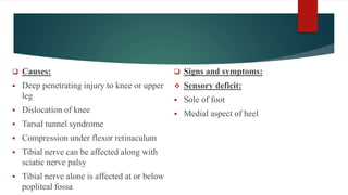  Causes:
 Deep penetrating injury to knee or upper
leg
 Dislocation of knee
 Tarsal tunnel syndrome
 Compression under flexor retinaculum
 Tibial nerve can be affected along with
sciatic nerve palsy
 Tibial nerve alone is affected at or below
popliteal fossa
 Signs and symptoms:
 Sensory deficit:
 Sole of foot
 Medial aspect of heel
 