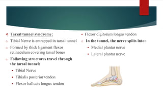  Tarsal tunnel syndrome:
o Tibial Nerve is entrapped in tarsal tunnel
o Formed by thick ligament flexor
retinaculum covering tarsal bones
o Following structures travel through
the tarsal tunnel:
 Tibial Nerve
 Tibialis posterior tendon
 Flexor hallucis longus tendon
 Flexor digitorum longus tendon
o In the tunnel, the nerve splits into:
 Medial plantar nerve
 Lateral plantar nerve
 