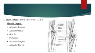  Root value: Ventral division of L2-L4.
 Muscle supply:
 Adductor Longus
 Adductor brevis
 Gracilis
 Pectineus
 Adductor Magnus
 Adductor Brevis
 