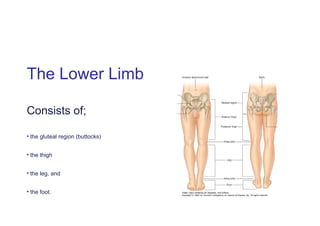 CLASS NOTES ON Lower limb PRESENTATION.ppt