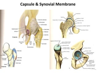 Capsule & Synovial Membrane
 