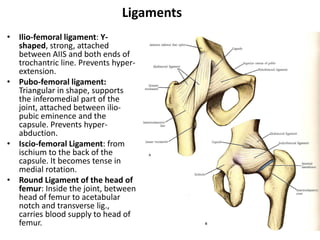 Ligaments
• Ilio-femoral ligament: Y-
shaped, strong, attached
between AIIS and both ends of
trochantric line. Prevents hyper-
extension.
• Pubo-femoral ligament:
Triangular in shape, supports
the inferomedial part of the
joint, attached between ilio-
pubic eminence and the
capsule. Prevents hyper-
abduction.
• Iscio-femoral Ligament: from
ischium to the back of the
capsule. It becomes tense in
medial rotation.
• Round Ligament of the head of
femur: Inside the joint, between
head of femur to acetabular
notch and transverse lig.,
carries blood supply to head of
femur.
 