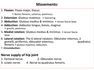 Movements:
1- Flexion: Psoas major, Iliacus
+ Rectus femoris, sartorius, pectineus.
2- Extension: Gluteus maximus + hamstring
3- Abduction: Gluteus medius & minimus + tensor fascia latae
4- Adduction: Adductor longus, brevis, magnus
+ gracilis, pectineus
5- Medial rotation: Gluteus medius & minimus + tensor fascia
latae
6- Lateral rotation: The 6 lateral rotators: Obturator internus, 2
gemelli, piriformis, obturator externus, quadratus
femoris + gluteus maximus, adductors.
7- Circumduction:
Nerve supply of hip joint
1- Femoral nerve. 2- Obturator nerve.
3- sciatic nerve. 4- Nerve to quadratus femoris.
 