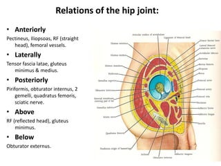 Relations of the hip joint:
• Anteriorly
Pectineus, Iliopsoas, RF (straight
head), femoral vessels.
• Laterally
Tensor fascia latae, gluteus
minimus & medius.
• Posteriorly
Piriformis, obturator internus, 2
gemelli, quadratus femoris,
sciatic nerve.
• Above
RF (reflected head), gluteus
minimus.
• Below
Obturator externus.
 