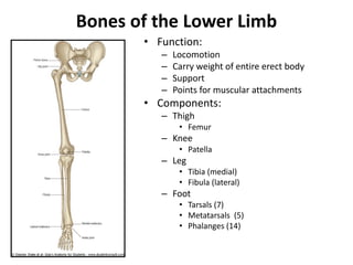 Bones of the Lower Limb
• Function:
– Locomotion
– Carry weight of entire erect body
– Support
– Points for muscular attachments
• Components:
– Thigh
• Femur
– Knee
• Patella
– Leg
• Tibia (medial)
• Fibula (lateral)
– Foot
• Tarsals (7)
• Metatarsals (5)
• Phalanges (14)
 