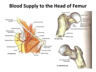 Blood Supply to the Head of Femur
 