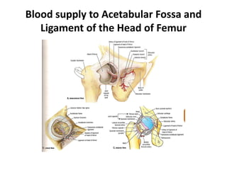 Blood supply to Acetabular Fossa and
Ligament of the Head of Femur
 