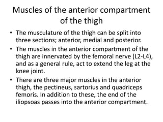 Muscles of the anterior compartment
of the thigh
• The musculature of the thigh can be split into
three sections; anterior, medial and posterior.
• The muscles in the anterior compartment of the
thigh are innervated by the femoral nerve (L2-L4),
and as a general rule, act to extend the leg at the
knee joint.
• There are three major muscles in the anterior
thigh, the pectineus, sartorius and quadriceps
femoris. In addition to these, the end of the
iliopsoas passes into the anterior compartment.
 