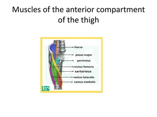 Muscles of the anterior compartment
of the thigh
 