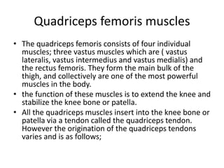 Quadriceps femoris muscles
• The quadriceps femoris consists of four individual
muscles; three vastus muscles which are ( vastus
lateralis, vastus intermedius and vastus medialis) and
the rectus femoris. They form the main bulk of the
thigh, and collectively are one of the most powerful
muscles in the body.
• the function of these muscles is to extend the knee and
stabilize the knee bone or patella.
• All the quadriceps muscles insert into the knee bone or
patella via a tendon called the quadriceps tendon.
However the origination of the quadriceps tendons
varies and is as follows;
 