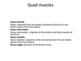 Quad muscles
Vastus lateralis
Origin: originates from the greater trochanter of the femur and
lateral aspect of the linea aspera.
Vastus intermedius
Vastus intermedius: originates at the anterior and lateral aspects of
the femur.
Vastus medialis
Vastus medialis: originates at the intertrochanteric line and medial
aspect of the linea aspera.
Nerve supply: branches of the femoral nerve
 