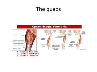 The quads
 