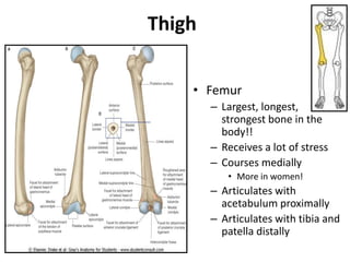 Thigh
• Femur
– Largest, longest,
strongest bone in the
body!!
– Receives a lot of stress
– Courses medially
• More in women!
– Articulates with
acetabulum proximally
– Articulates with tibia and
patella distally
 
