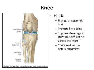 Knee
• Patella
– Triangular sesamoid
bone
– Protects knee joint
– Improves leverage of
thigh muscles acting
across the knee
– Contained within
patellar ligament
 