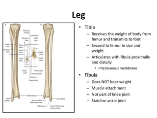 Leg
• Tibia
– Receives the weight of body from
femur and transmits to foot
– Second to femur in size and
weight
– Articulates with fibula proximally
and distally
• Interosseous membrane
• Fibula
– Does NOT bear weight
– Muscle attachment
– Not part of knee joint
– Stabilize ankle joint
 