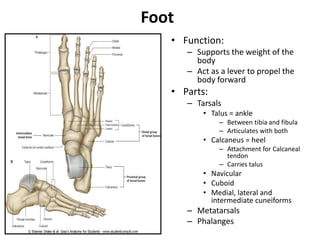 Foot
• Function:
– Supports the weight of the
body
– Act as a lever to propel the
body forward
• Parts:
– Tarsals
• Talus = ankle
– Between tibia and fibula
– Articulates with both
• Calcaneus = heel
– Attachment for Calcaneal
tendon
– Carries talus
• Navicular
• Cuboid
• Medial, lateral and
intermediate cuneiforms
– Metatarsals
– Phalanges
 