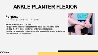 ANKLE PLANTER FLEXION
Purpose
To increase plantar flexion of the ankle.
Hand Placement and Procedure
■ Support the posterior aspect of the distal tibia with one hand.
■ Grasp the foot along the tarsal and metatarsal areas.
■ Apply the stretch force to the anterior aspect of the foot, and plantar
flex the foot as far as possible.
 