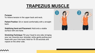 TRAPEZIUS MUSCLE
Purpose:
To relieve tension in the upper back and neck.
Patient Position: Sit or stand comfortably with a straight
back.
Stabilizing Hand and Placement: Hold onto a stable
surface with one hand.
Stretching Technique: Tilt your head to one side, bringing
your ear towards your shoulder while gently pulling your
head with your free hand. Hold for 15-30 seconds and
repeat on the other side.
 
