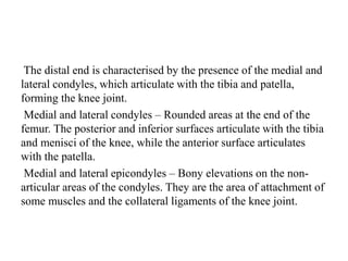 The distal end is characterised by the presence of the medial and
lateral condyles, which articulate with the tibia and patella,
forming the knee joint.
Medial and lateral condyles – Rounded areas at the end of the
femur. The posterior and inferior surfaces articulate with the tibia
and menisci of the knee, while the anterior surface articulates
with the patella.
Medial and lateral epicondyles – Bony elevations on the non-
articular areas of the condyles. They are the area of attachment of
some muscles and the collateral ligaments of the knee joint.
 