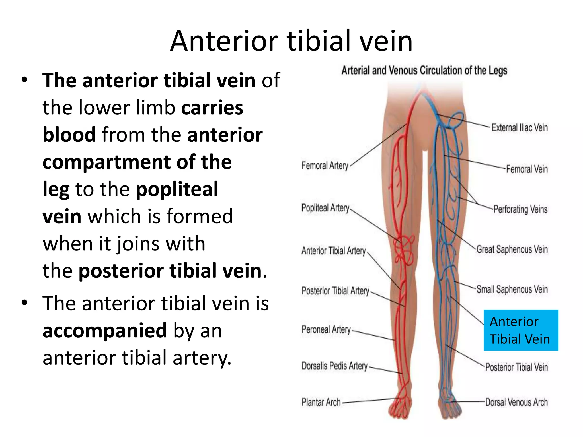Anterior tibial vein
• The anterior tibial vein of
the lower limb carries
blood from the anterior
compartment of the
leg to the popliteal
vein which is formed
when it joins with
the posterior tibial vein.
• The anterior tibial vein is
accompanied by an
anterior tibial artery.

Anterior
Tibial Vein

 