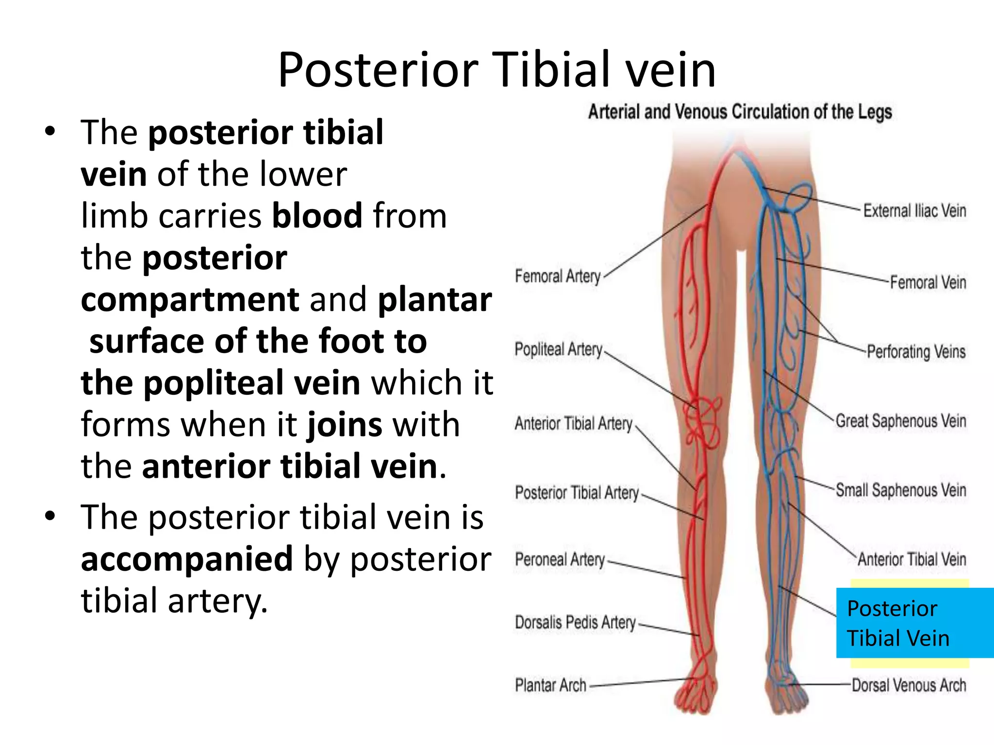 Posterior Tibial vein
• The posterior tibial
vein of the lower
limb carries blood from
the posterior
compartment and plantar
surface of the foot to
the popliteal vein which it
forms when it joins with
the anterior tibial vein.
• The posterior tibial vein is
accompanied by posterior
tibial artery.

Posterior
Tibial Vein

 