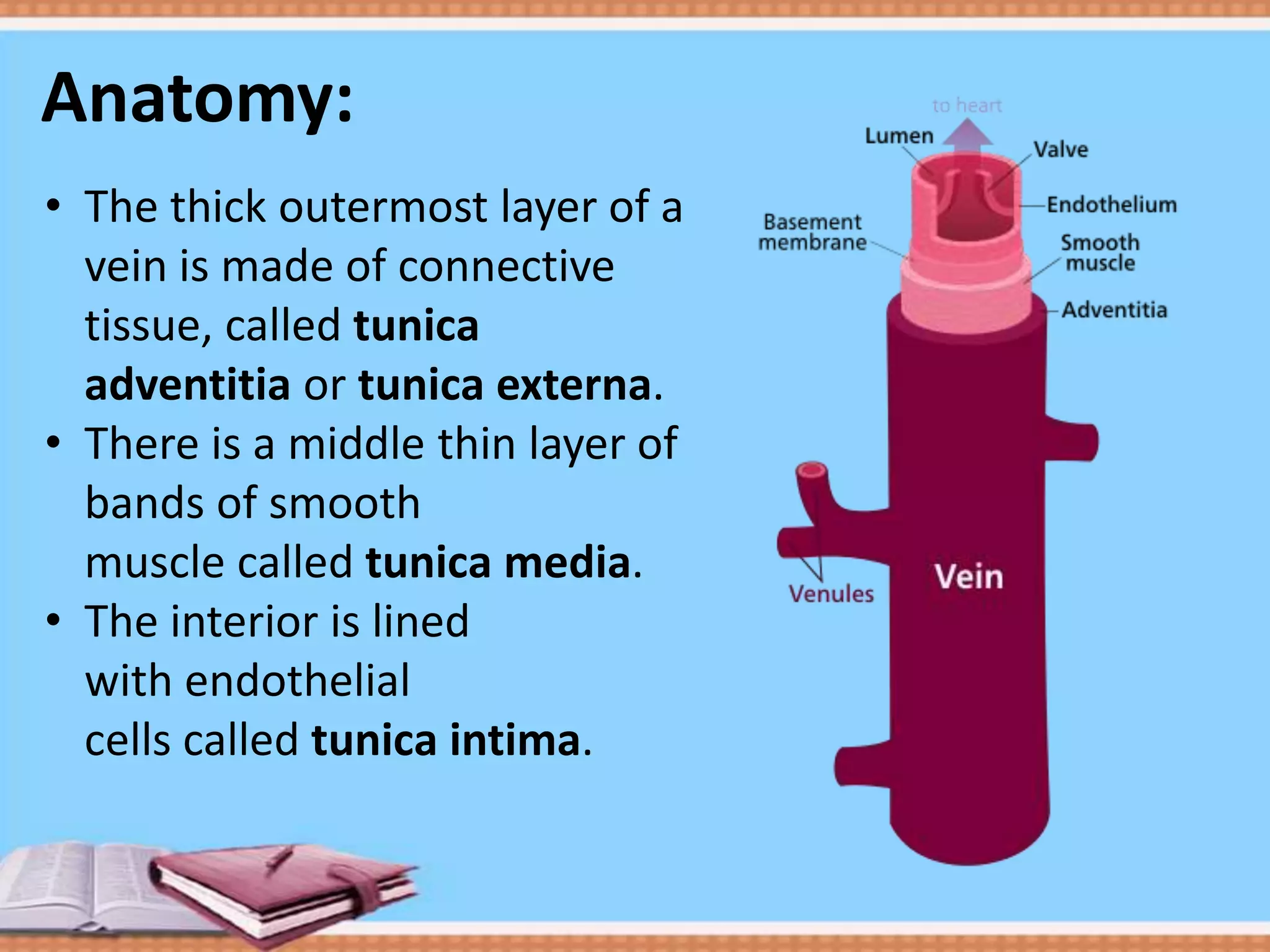 Anatomy:
• The thick outermost layer of a
vein is made of connective
tissue, called tunica
adventitia or tunica externa.
• There is a middle thin layer of
bands of smooth
muscle called tunica media.
• The interior is lined
with endothelial
cells called tunica intima.

 