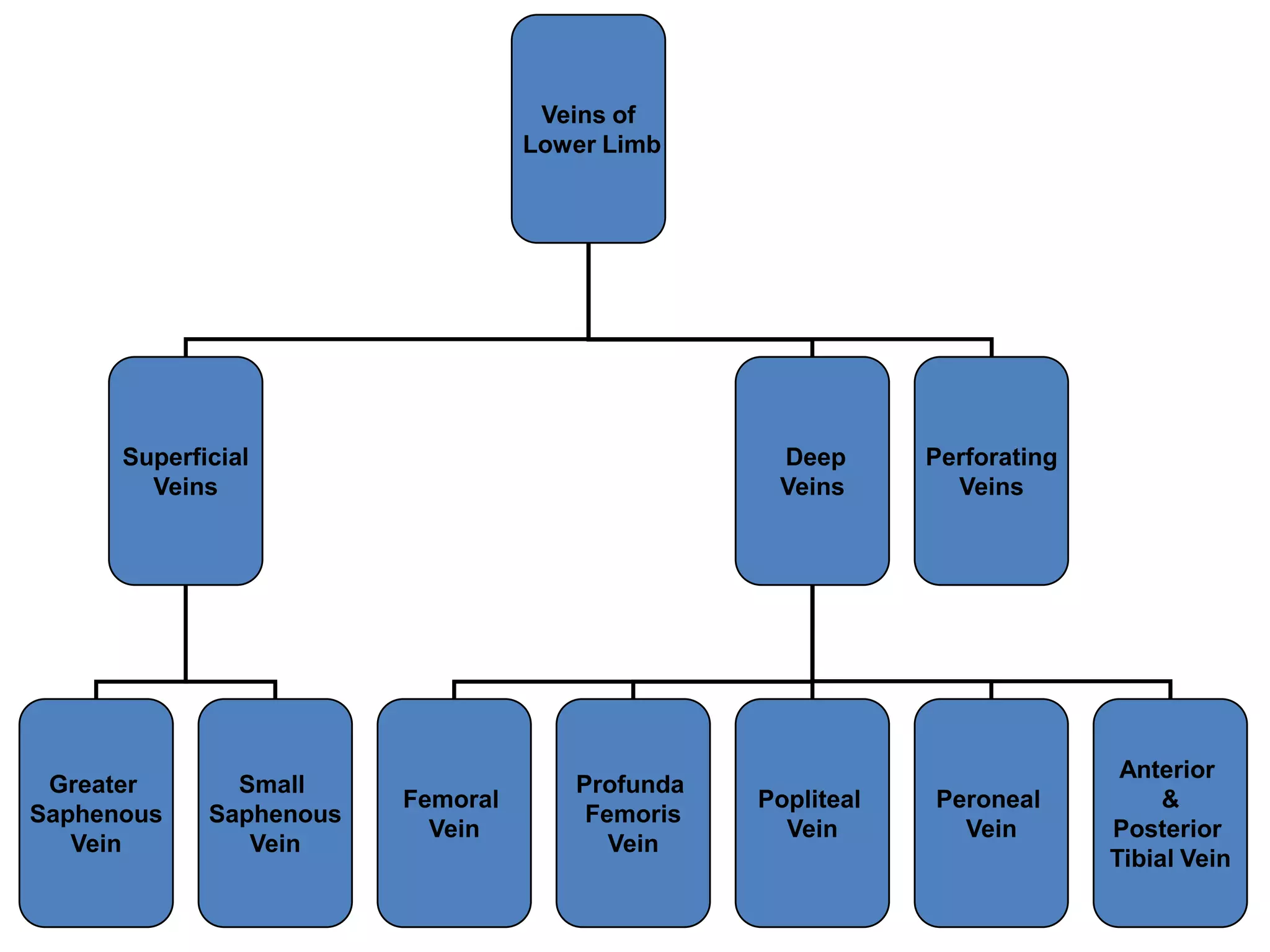 Veins of
Lower Limb

Superficial
Veins

Greater
Saphenous
Vein

Small
Saphenous
Vein

Deep
Veins

Femoral
Vein

Profunda
Femoris
Vein

Popliteal
Vein

Perforating
Veins

Peroneal
Vein

Anterior
&
Posterior
Tibial Vein

 