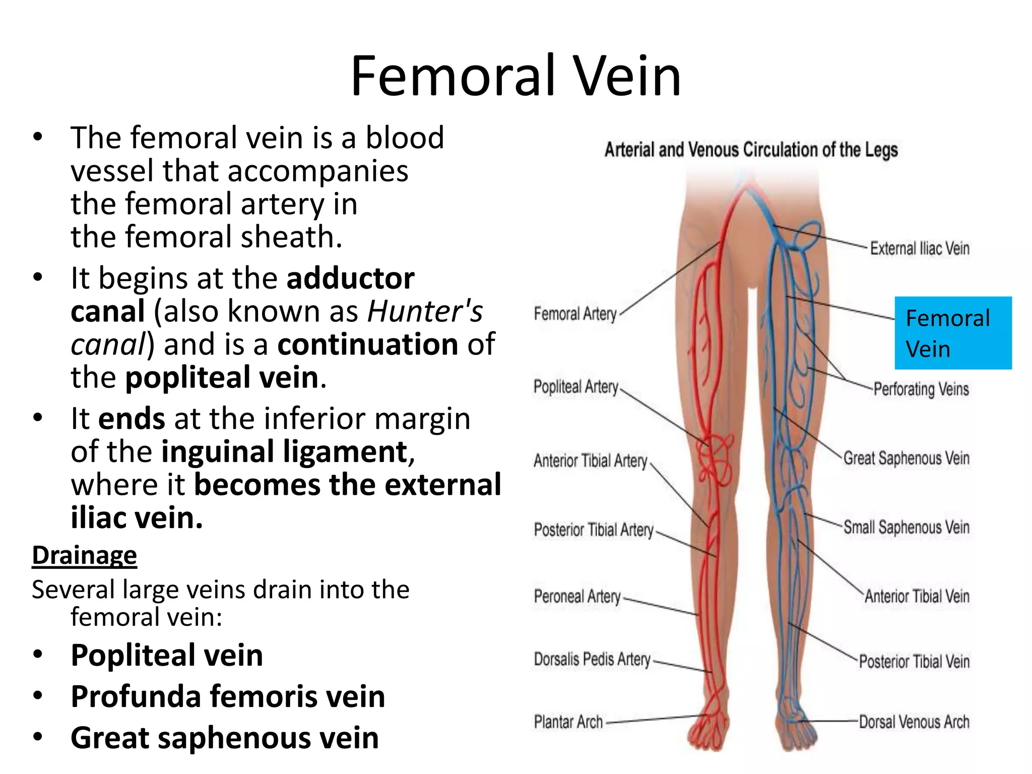 Femoral Vein
• The femoral vein is a blood
vessel that accompanies
the femoral artery in
the femoral sheath.
• It begins at the adductor
canal (also known as Hunter's
canal) and is a continuation of
the popliteal vein.
• It ends at the inferior margin
of the inguinal ligament,
where it becomes the external
iliac vein.
Drainage
Several large veins drain into the
femoral vein:

• Popliteal vein
• Profunda femoris vein
• Great saphenous vein

Femoral
Vein

 