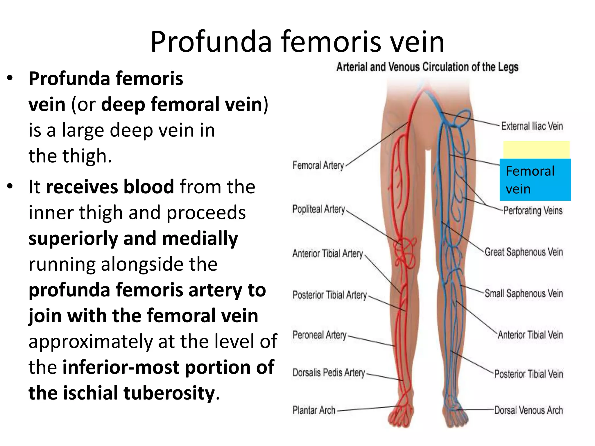 Profunda femoris vein
• Profunda femoris
vein (or deep femoral vein)
is a large deep vein in
the thigh.
• It receives blood from the
inner thigh and proceeds
superiorly and medially
running alongside the
profunda femoris artery to
join with the femoral vein
approximately at the level of
the inferior-most portion of
the ischial tuberosity.

Femoral
vein

 