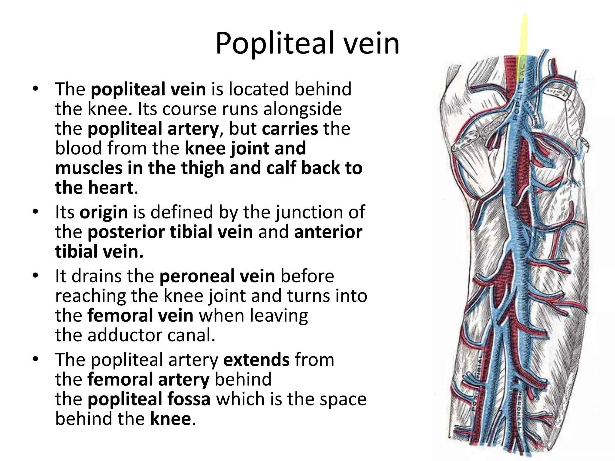 Popliteal vein
• The popliteal vein is located behind
the knee. Its course runs alongside
the popliteal artery, but carries the
blood from the knee joint and
muscles in the thigh and calf back to
the heart.
• Its origin is defined by the junction of
the posterior tibial vein and anterior
tibial vein.
• It drains the peroneal vein before
reaching the knee joint and turns into
the femoral vein when leaving
the adductor canal.
• The popliteal artery extends from
the femoral artery behind
the popliteal fossa which is the space
behind the knee.

 