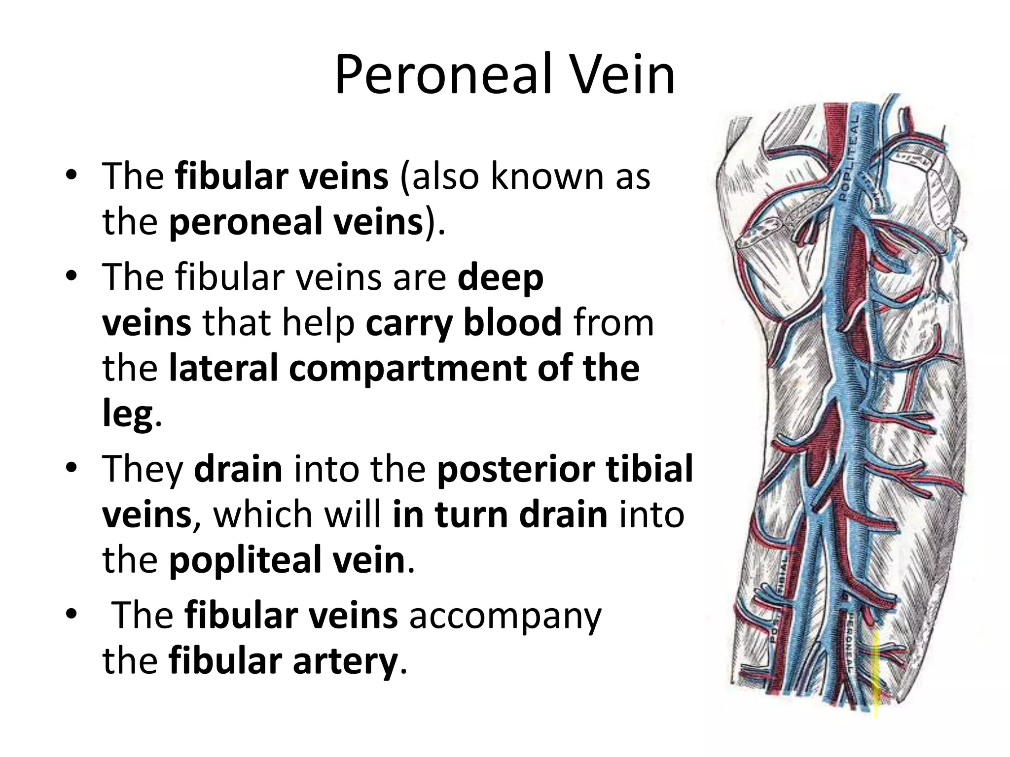 Peroneal Vein
• The fibular veins (also known as
the peroneal veins).
• The fibular veins are deep
veins that help carry blood from
the lateral compartment of the
leg.
• They drain into the posterior tibial
veins, which will in turn drain into
the popliteal vein.
• The fibular veins accompany
the fibular artery.

 